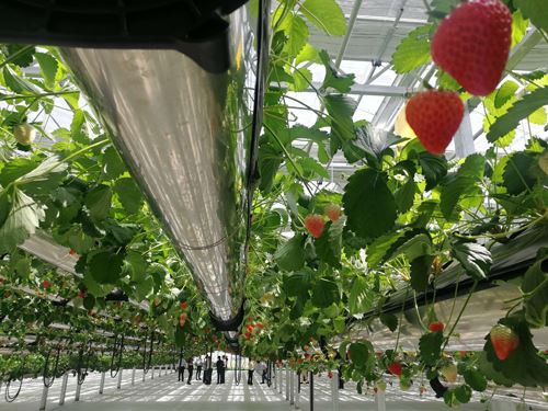 What are the composition systems of the flower glass greenhouse