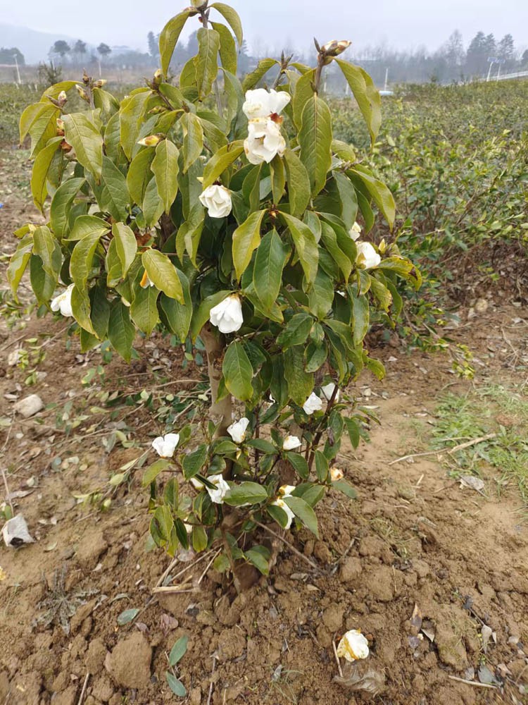 Why do greenhouse films use colored light Why do greenhouse films use colored light