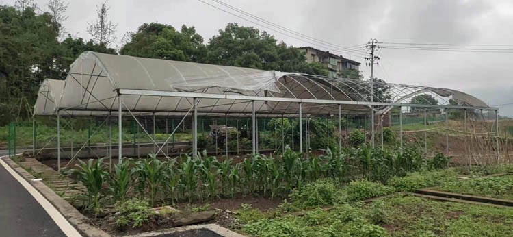 The maintenance method of thin film greenhouse lays a solid foundation for the planting of fruits and vegetables in facility agriculture The maintenance method of thin film greenhouse lays a solid foundation for the planting of fruits and vegetables in facility agriculture
