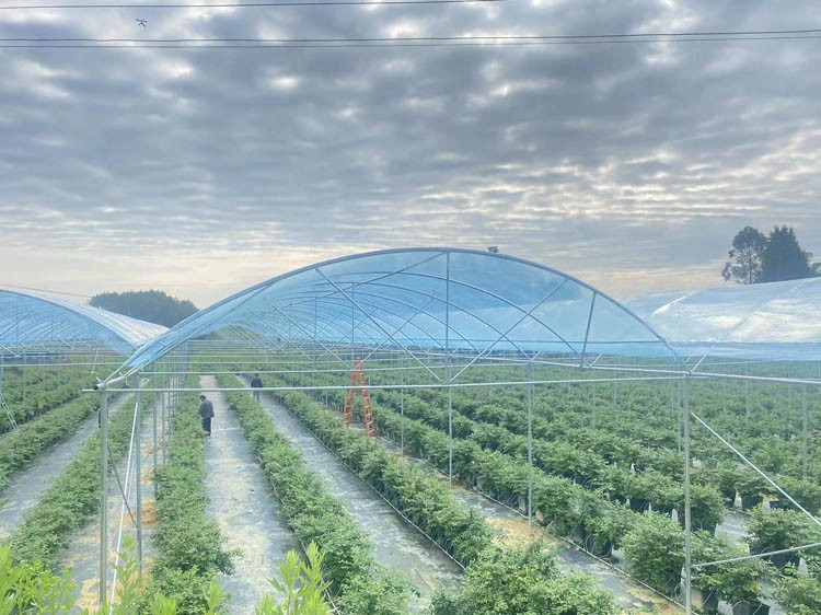 What is the design life of the glass greenhouse  What is the design life of the glass greenhouse